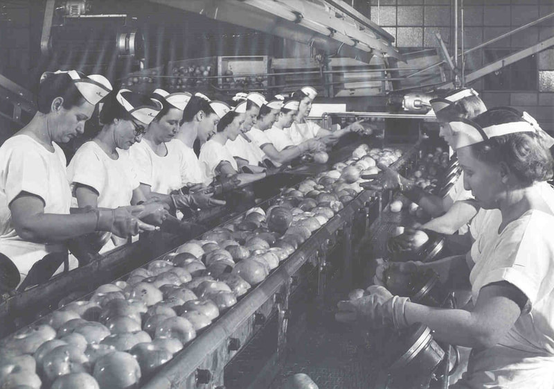 Place and white photo of two lines of female workers stand on either side of a conveyor belt and sort large apples. The wear their hair pulled back and caps that look like upside down visors.
